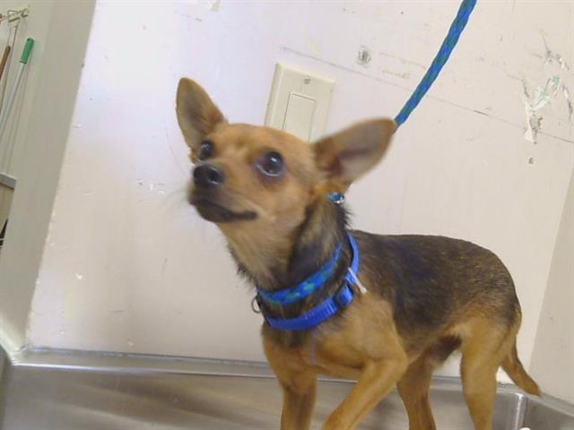 Shelter Stray Male Dog last seen ORANGE GROVE AVE/ WATT AVE, 95660, 3839 Bradshaw Rd, Sacramento, CA 95827, USA