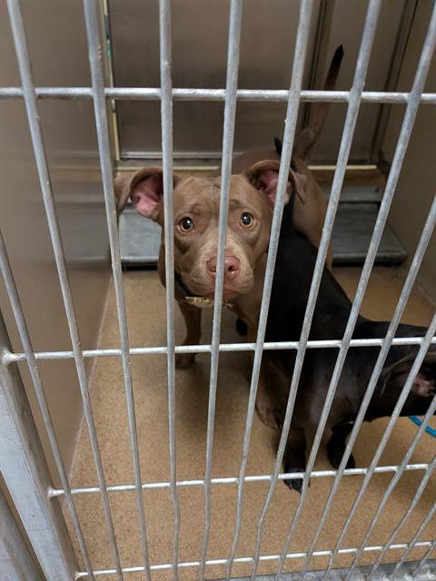 Shelter Stray Female Dog last seen Near BLOCK BRADSHAW RD, 3839 Bradshaw Rd, Sacramento, CA 95827, USA