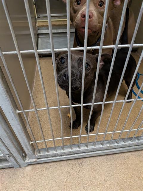 Shelter Stray Female Dog last seen Near BLOCK BRADSHAW RD, 3839 Bradshaw Rd, Sacramento, CA 95827, USA