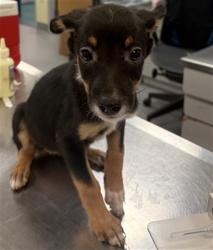 Shelter Stray Female Dog last seen SAGE RD/HWY 79, AGUANGA CA 92536, 581 S Grand Ave, San Jacinto, CA 92582, USA