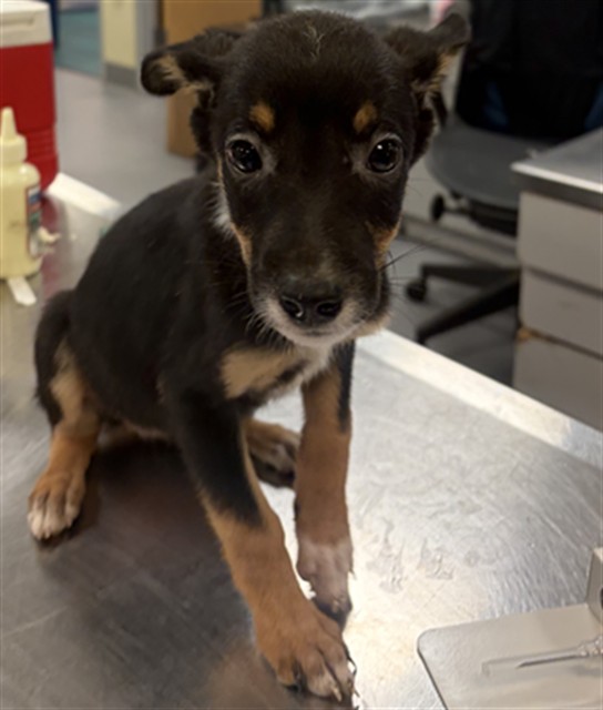 Shelter Stray Female Dog last seen SAGE RD/HWY 79, AGUANGA CA 92536, 581 S Grand Ave, San Jacinto, CA 92582, USA