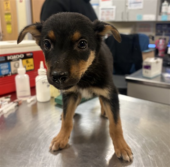 Shelter Stray Female Dog last seen SAGE RD/HWY 79, AGUANGA CA 92536, 581 S Grand Ave, San Jacinto, CA 92582, USA