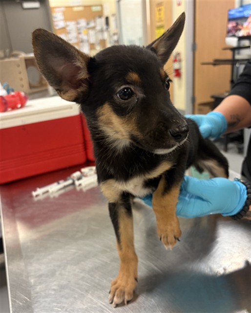 Shelter Stray Female Dog last seen SAGE RD/HWY 79, AGUANGA CA 92536, 581 S Grand Ave, San Jacinto, CA 92582, USA