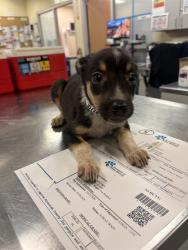 Shelter Stray Female Dog last seen SAGE RD/HWY 79, AGUANGA CA 92536, 581 S Grand Ave, San Jacinto, CA 92582, USA