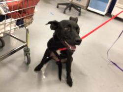 Shelter Stray Male Dog last seen Near BLOCK W NUEVO RD, PERRIS CA 92570, 581 S Grand Ave, San Jacinto, CA 92582, USA
