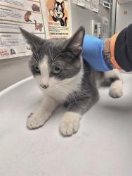 Shelter Stray Male Cat last seen MT SAN JACINTO COLLEGE, SAN JACINTO, 581 S Grand Ave, San Jacinto, CA 92582, USA