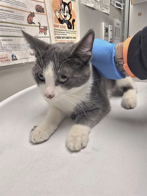Shelter Stray Male Cat last seen MT SAN JACINTO COLLEGE, SAN JACINTO, 581 S Grand Ave, San Jacinto, CA 92582, USA