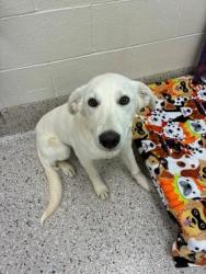 Shelter Stray Female Dog last seen E 56TH AVE, 12155 Park Blvd, Brighton, CO 80601, USA