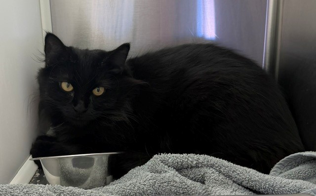 Shelter Stray Female Cat last seen Near BLOCK KRAMERIA ST, 12155 Park Blvd, Brighton, CO 80601, USA