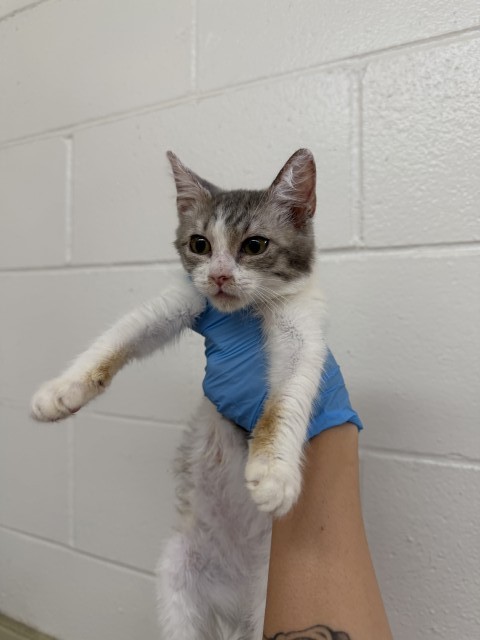Shelter Stray Female Cat last seen Near BLOCK N RIALTO, 333 Chandler Pl, San Bernardino, CA 92408, USA