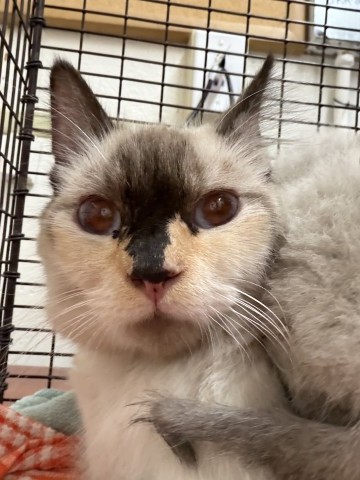 Shelter Stray Female Cat last seen MAPLE X MERRILL, 333 Chandler Pl, San Bernardino, CA 92408, USA