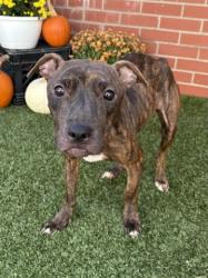 Shelter Stray Female Dog last seen Near BLOCK STOEPEL ST, DETROIT, MI 48221, 1431 E Ferry St, Detroit, MI 48211, USA