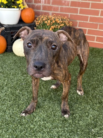 Shelter Stray Female Dog last seen Near BLOCK STOEPEL ST, DETROIT, MI 48221, 1431 E Ferry St, Detroit, MI 48211, USA