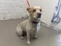 Shelter Stray Female Dog last seen WATERMAN AND 9TH, 333 Chandler Pl, San Bernardino, CA 92408, USA