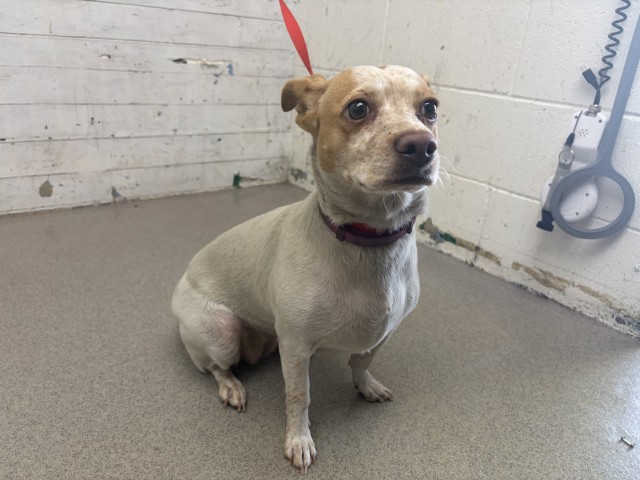 Shelter Stray Female Dog last seen WATERMAN AND 9TH, 333 Chandler Pl, San Bernardino, CA 92408, USA