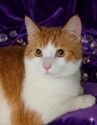 Shelter Stray Male Cat last seen NATHAN HALE RD, 2020 Forest St, Jacksonville, FL 32204, USA