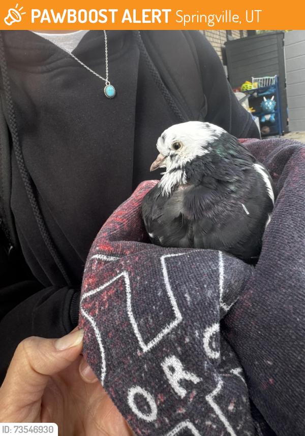 Found/Stray Unknown Bird last seen Near e center street Springville Utah, Springville, UT 84663