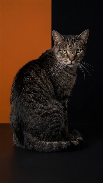 Shelter Stray Female Cat last seen Near BLOCK MISS MUFFET LANE NORTH, 2020 Forest St, Jacksonville, FL 32204, USA