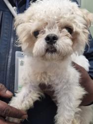 Shelter Stray Male Dog last seen Near BLOCK STRATMAN ST DETROIT, MI 48224, 1431 E Ferry St, Detroit, MI 48211, USA