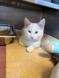 Shelter Stray Male Cat last seen , 957 N Gaffey St, San Pedro, CA 90731, USA