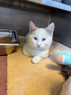 Shelter Stray Male Cat last seen , 957 N Gaffey St, San Pedro, CA 90731, USA