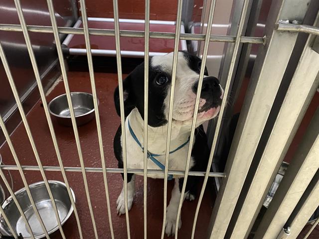 Shelter Stray Male Dog last seen Near BLOCK B N 21ST ST, 3839 W Burnham St, West Milwaukee, WI 53215, USA