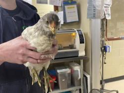 Shelter Stray Unknown Bird last seen Near BLOCK W WISCONSIN AVE, 3839 W Burnham St, West Milwaukee, WI 53215, USA