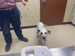 Shelter Stray Male Dog last seen Near BLOCK S LAKE DR, 3839 W Burnham St, West Milwaukee, WI 53215, USA