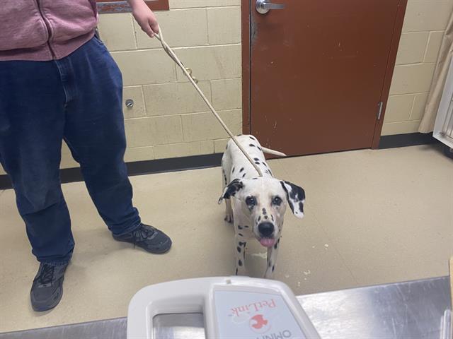 Shelter Stray Male Dog last seen Near BLOCK S LAKE DR, 3839 W Burnham St, West Milwaukee, WI 53215, USA