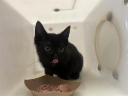 Shelter Stray Male Cat last seen Near BLOCK W LINCOLN AVE, 3839 W Burnham St, West Milwaukee, WI 53215, USA