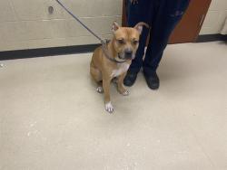 Shelter Stray Male Dog last seen Near BLOCK W LAWRENCE AVE, 3839 W Burnham St, West Milwaukee, WI 53215, USA