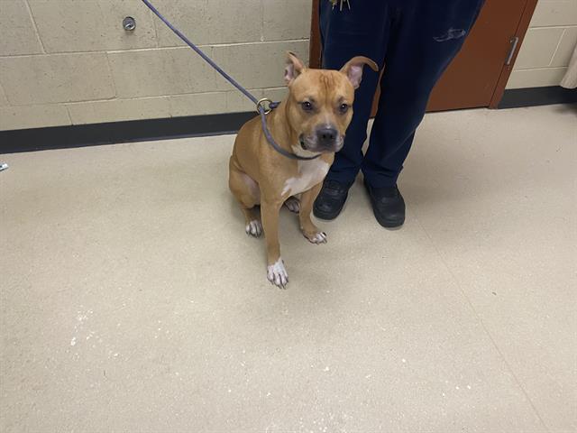 Shelter Stray Male Dog last seen Near BLOCK W LAWRENCE AVE, 3839 W Burnham St, West Milwaukee, WI 53215, USA