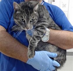Shelter Stray Female Cat last seen X GAMBIER, 1419 Bryant St, San Francisco, CA 94103, USA