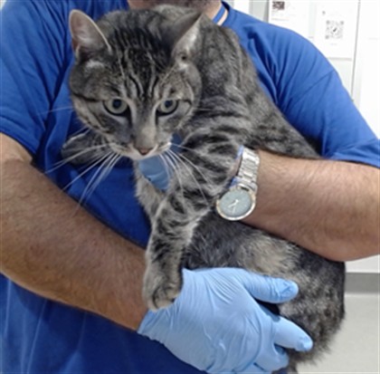 Shelter Stray Female Cat last seen X GAMBIER, 1419 Bryant St, San Francisco, CA 94103, USA