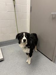 Shelter Stray Male Dog last seen Near, 5001 E Raymond St, Indianapolis, IN 46203, USA
