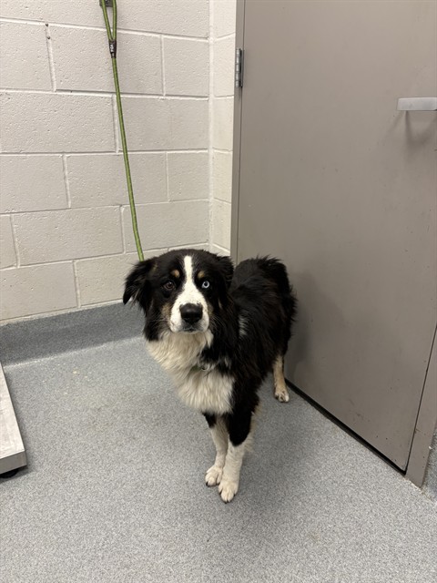 Shelter Stray Male Dog last seen Near, 5001 E Raymond St, Indianapolis, IN 46203, USA