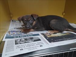 Shelter Stray Female Dog last seen , 3201 Lacy St, Los Angeles, CA 90031, USA