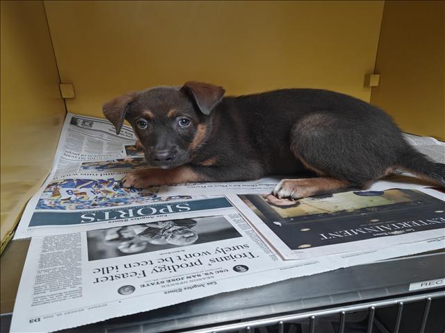 Shelter Stray Female Dog last seen , 3201 Lacy St, Los Angeles, CA 90031, USA
