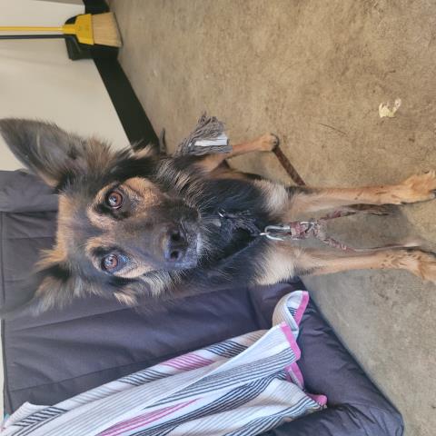 Shelter Stray Female Dog last seen , 3201 Lacy St, Los Angeles, CA 90031, USA
