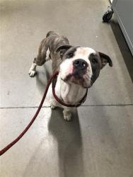 Shelter Stray Male Dog last seen Near BLOCK E HUNTINGTON AVE, FRESNO CA 93702 2902, 5277 E Airways Blvd, Fresno, CA 93727, USA
