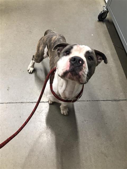 Shelter Stray Male Dog last seen Near BLOCK E HUNTINGTON AVE, FRESNO CA 93702 2902, 5277 E Airways Blvd, Fresno, CA 93727, USA
