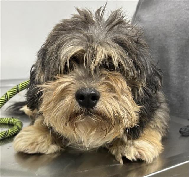 Shelter Stray Male Dog last seen Near BLOCK S MAPLE AVE, FRESNO CA 93725 1612, 5277 E Airways Blvd, Fresno, CA 93727, USA