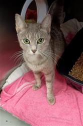 Shelter Stray Female Cat last seen PULASKI PIKE NW, 4950 SW Triana Blvd, Huntsville, AL 35805, USA