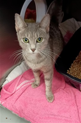 Shelter Stray Female Cat last seen PULASKI PIKE NW, 4950 SW Triana Blvd, Huntsville, AL 35805, USA