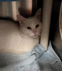 Shelter Stray Male Cat last seen Near BLOCK STORY RAY DR, 4950 SW Triana Blvd, Huntsville, AL 35805, USA