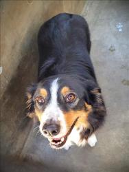 Shelter Stray Female Dog last seen , 1850 W 60th St, Los Angeles, CA 90047, USA