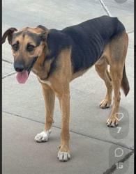 Shelter Stray Male Dog last seen , 1150 11 Mile Corner, Casa Grande, AZ 85194, USA
