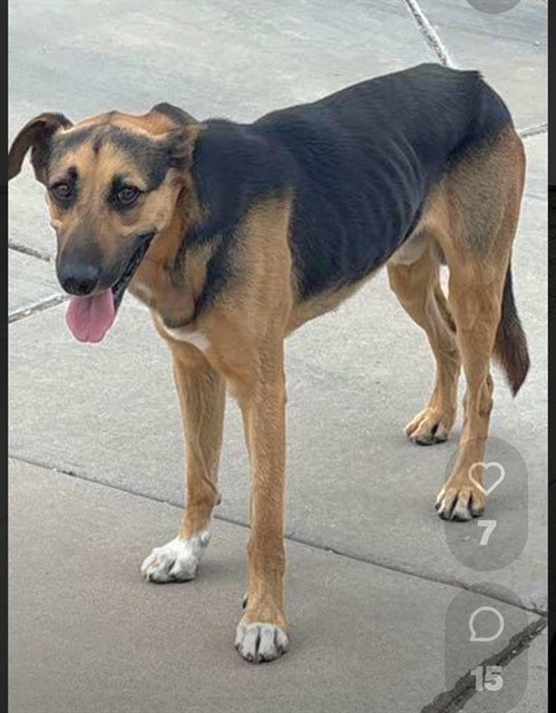 Shelter Stray Male Dog last seen , 1150 11 Mile Corner, Casa Grande, AZ 85194, USA