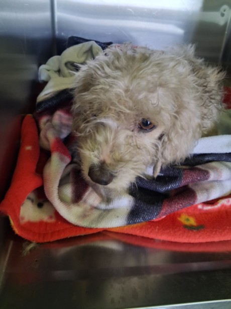 Shelter Stray Female Dog last seen , 1850 W 60th St, Los Angeles, CA 90047, USA