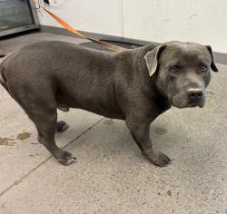 Shelter Stray Male Dog last seen DOBSON RD AND CHAPARRAL RD, 1920 S Lewis, Mesa, AZ 85210, USA